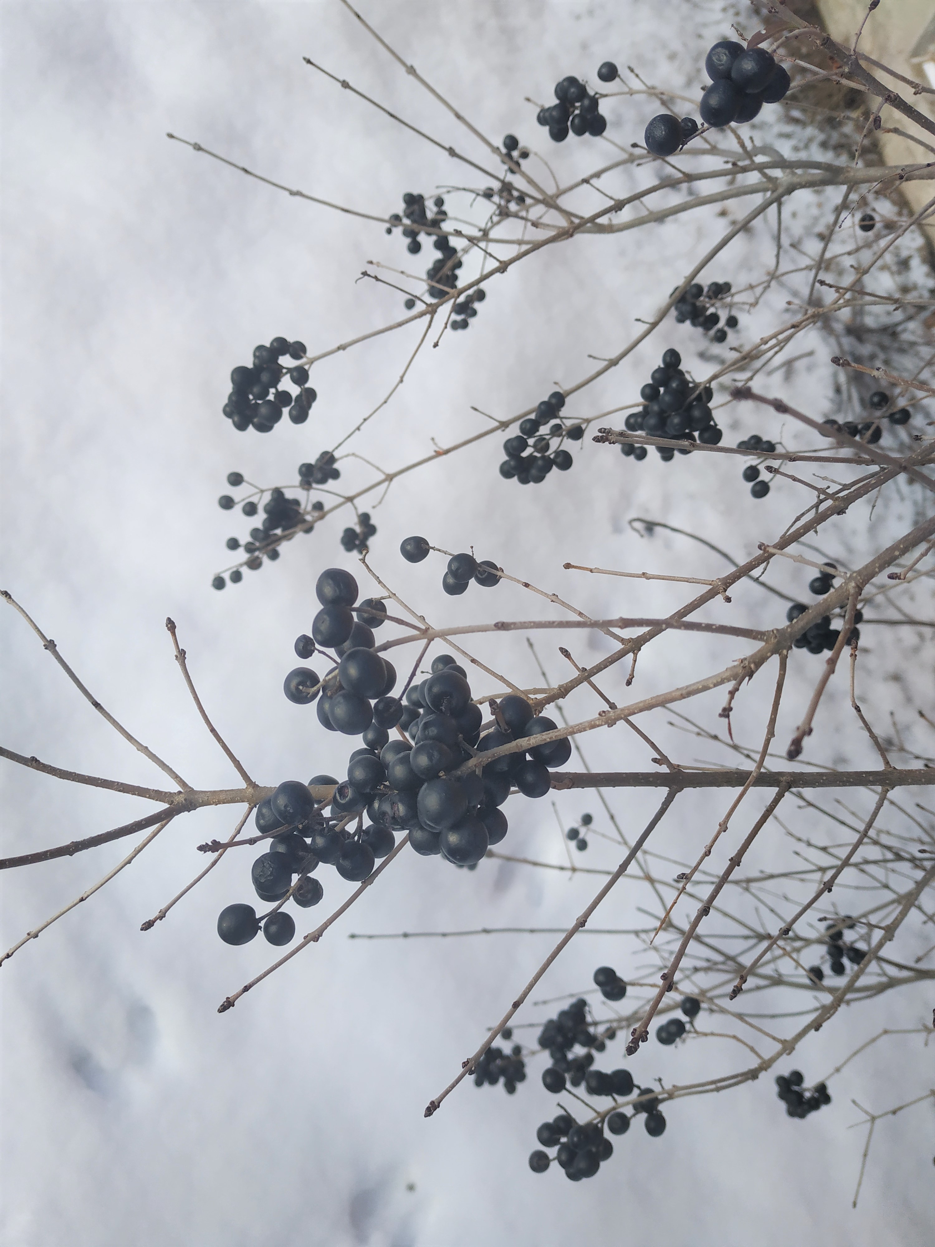 Blue berries on a bush.