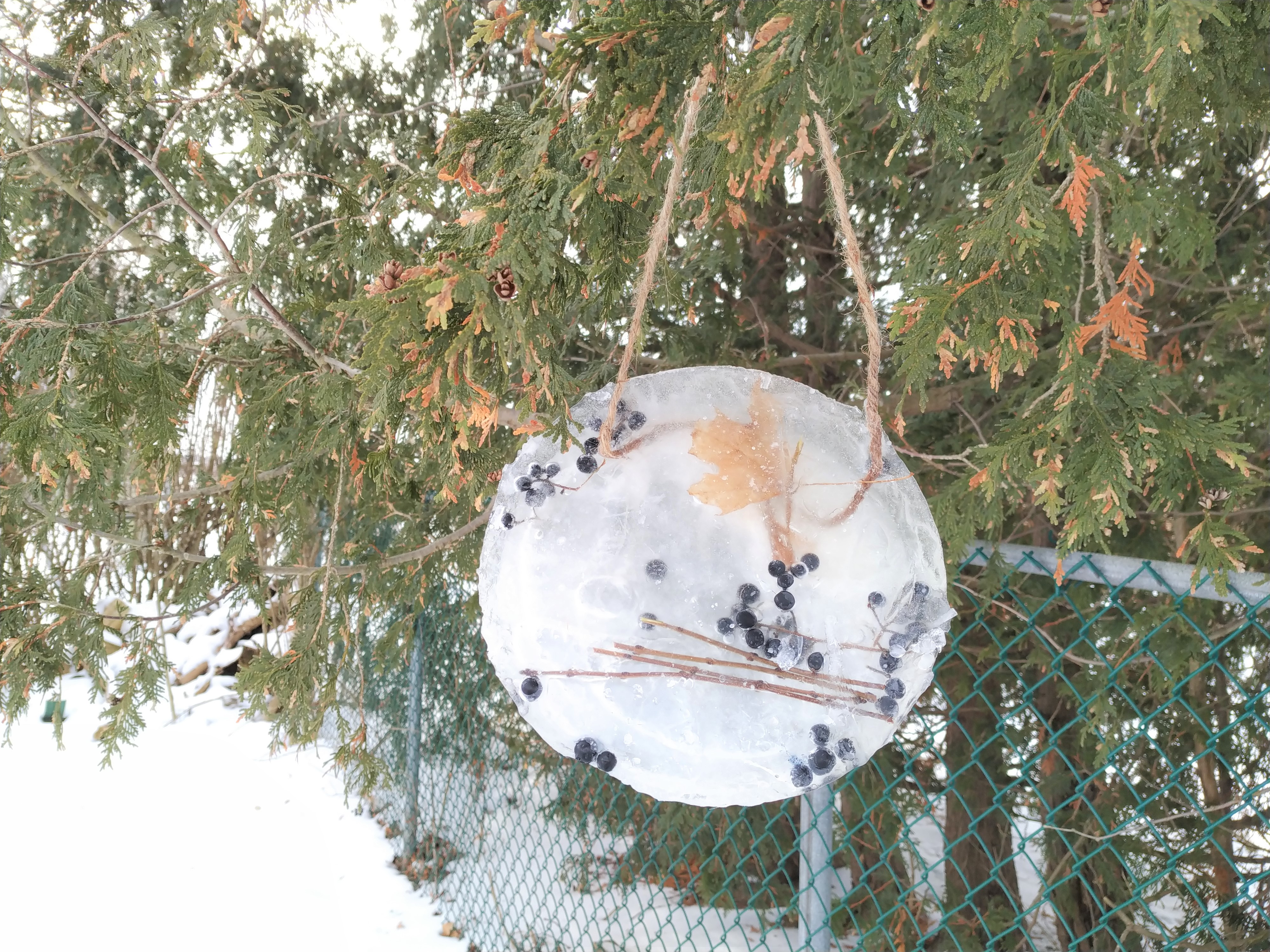 Ice sun catcher hanging from a tree branch.