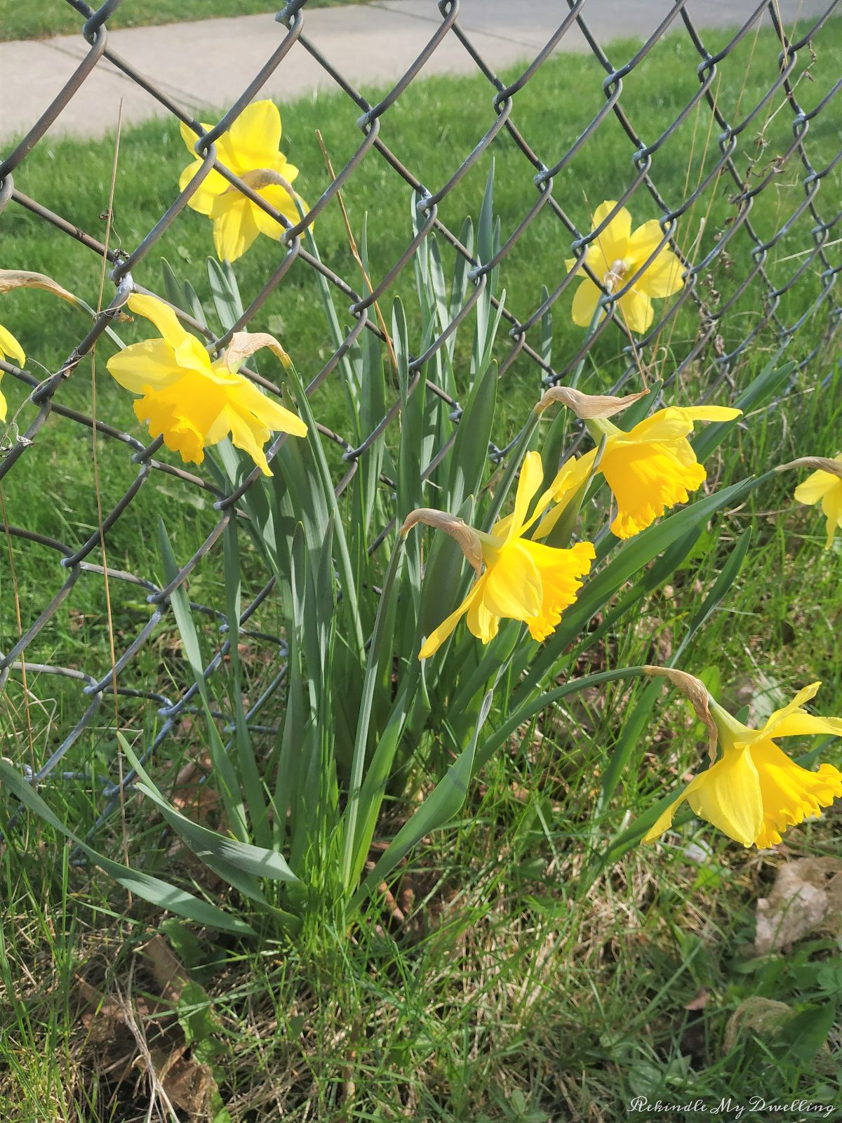 Daffodil flowers next to a fence.