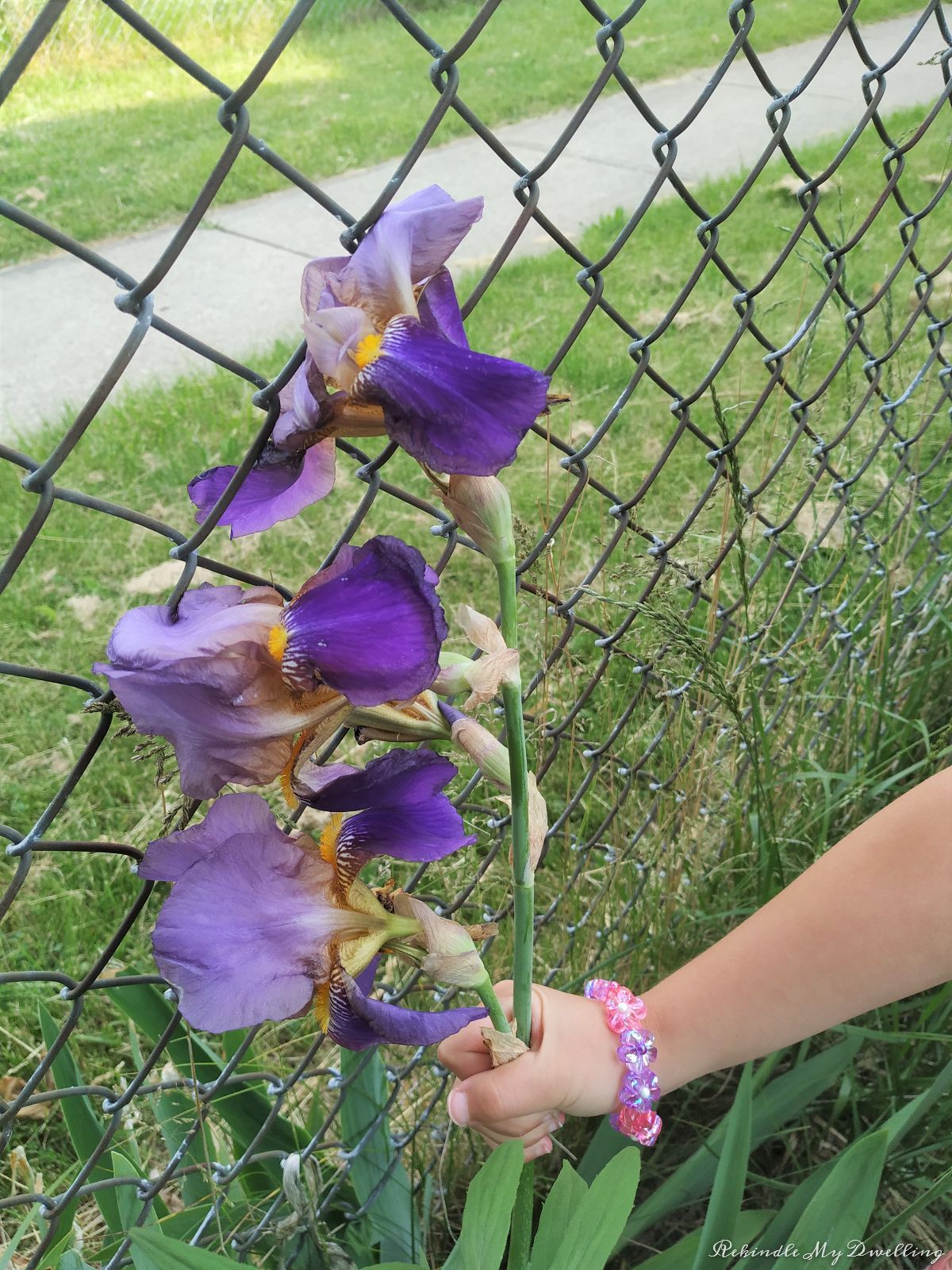 Purple flowers.