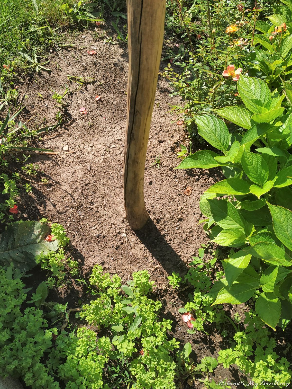 Securing a branch into the ground.