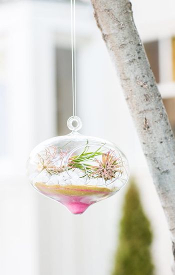 Hanging Valentine's day terrarium. 